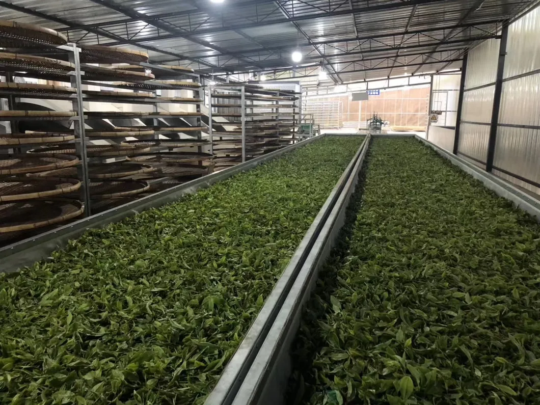 Sourcing Premium Leaves